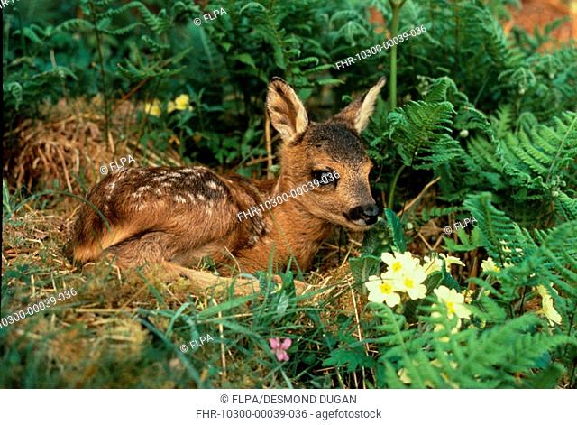 Roe Deer Capreolus capreolus Fawn lying on grass with flowers