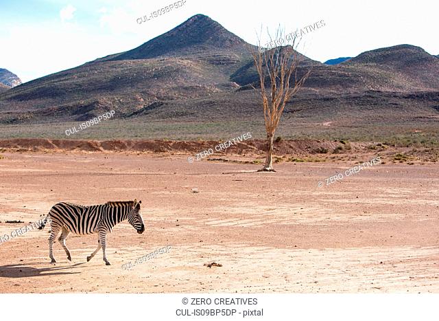 Zebra (Equus quagga), Touws River, Western Cape, South Africa