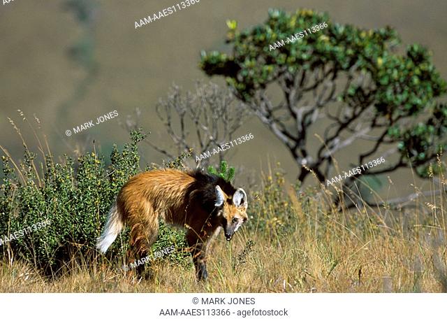 Maned Wolf (Chysocyon brachyurus), Serra da Canastra NP, Brazil