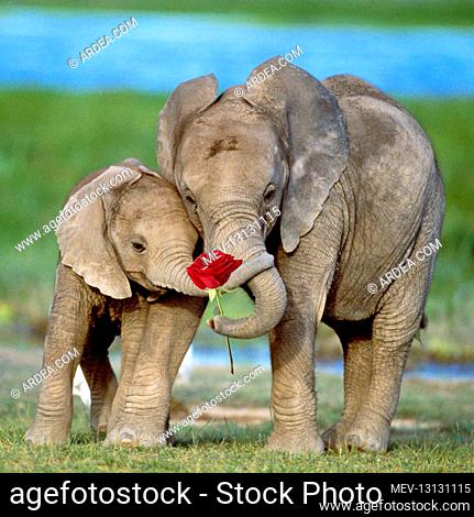 African Elephant, two calves with red rose and trunks together