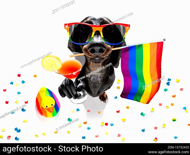 crazy funny gay homosexual dachshund sausage dog proud of human rights , sitting and waiting, with rainbow flag tie and sunglasses