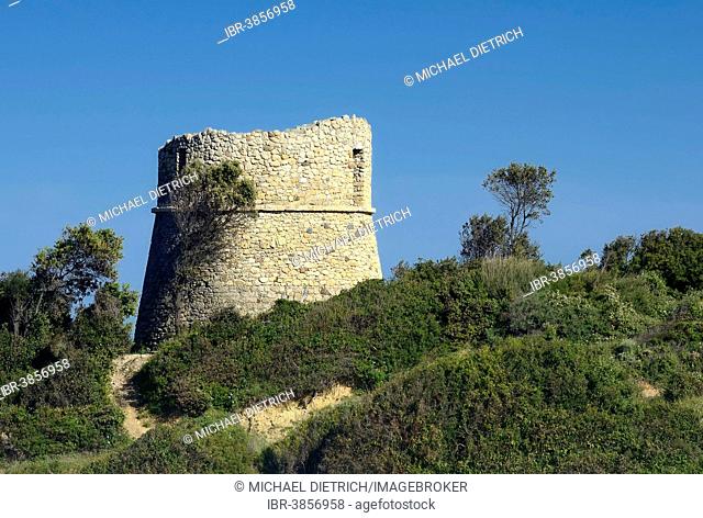 Age, dilapidated Genoese tower, round tower, near Aléria, Corsica, France