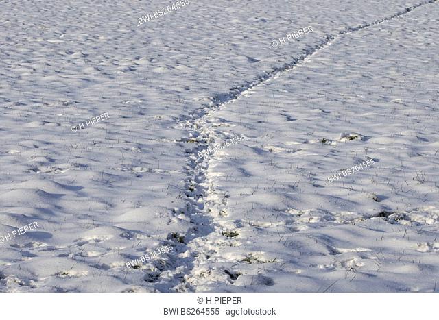 deer pass, tracks in snow, Germany