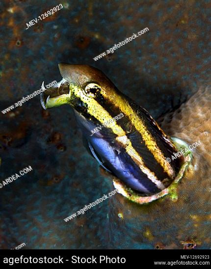 Striped poison-fang blenny, Meiacanthus grammistes. In an aggressive posture. These fish have large canines associated with venom glands that serve as defense...
