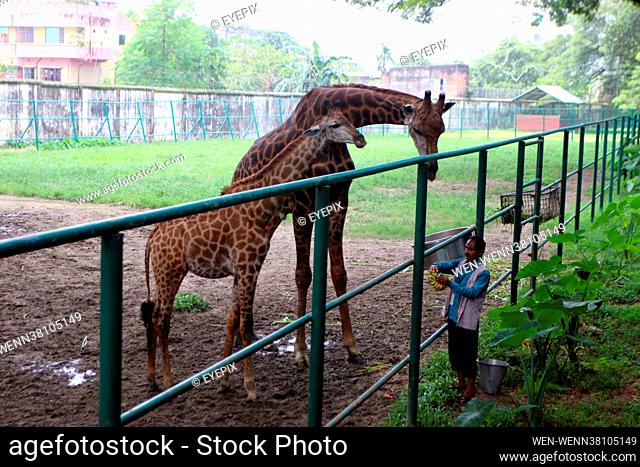 Bangladesh zoo has opened to visitors amid Delta variant of Covid-19 on August 27th 2021 in Dhaka, Bangladesh. The National Zoo resume activities after several...