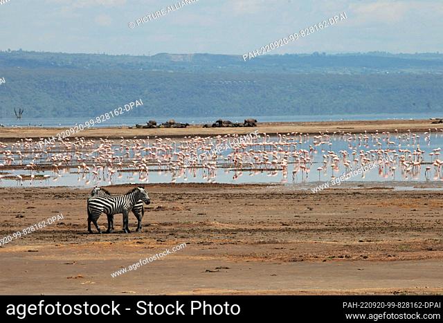 FILED - 20 August 2022, Kenya, Nakuru: Two zebras stand in front of pink flamingos in Lake Nakuru National Park. The park is located about 150 kilometers from...