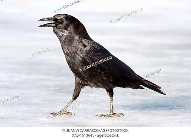 Carrion crow, Corvus corone, walking on ice, Gallocanta, Teruel, Spain