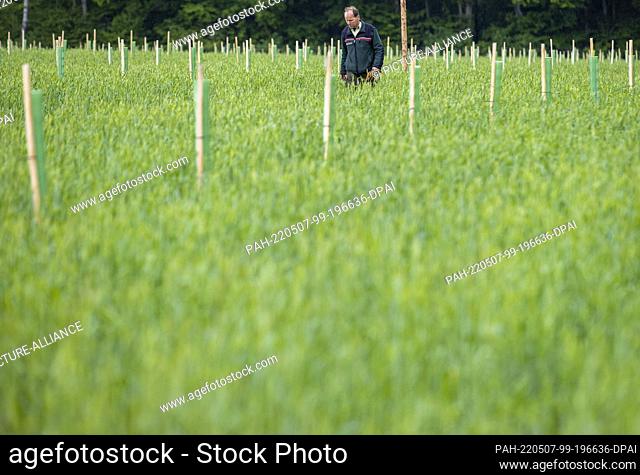 27 May 2021, Mecklenburg-Western Pomerania, Schuenhagen: A small ash tree is examined by Forestry Office Manager Andreas Baumgart in the ash seedling plantation...