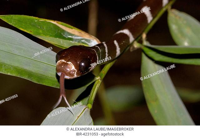 Malagasy tree snake (Parastenophis betsileanus) in the rainforest of Marojejy National Park, northeast Madagascar, Madagascar