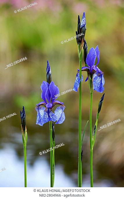 Siberian iris (Iris sibirica) blooming in marsh forest meadow - Hesselberg region, Bavaria/Germany
