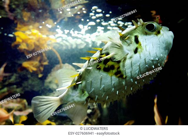 Blow fish swim underwater in the ocean