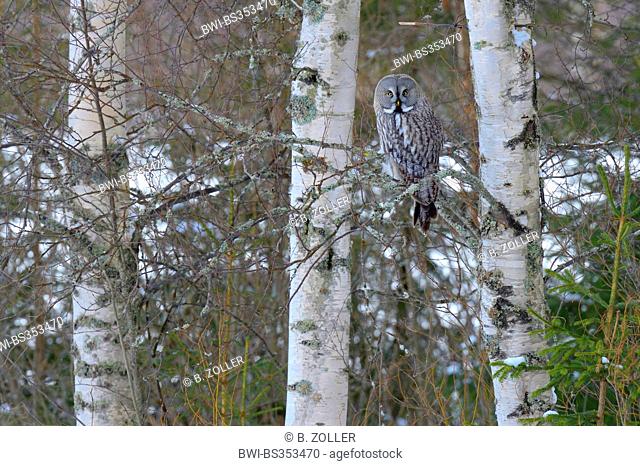 great grey owl (Strix nebulosa), on its lookout between three birches, Finland