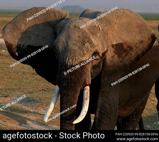 FILED - 22 August 2022, Kenya, Amboseli: An elephant walks through Amboseli National Park. Located southeast of Nairobi not far from the Kenyan border with...