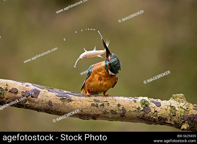 Common Kingfisher (Alcedo atthis) adult male, hitting Common Rudd (Scardinius erythrophthalmus) prey, perched on branch, Suffolk, England, United Kingdom