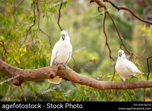 Happy sulphur-crested cockatoos play on a tree branch in the beautiful Australian bush