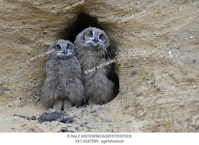 Eurasian Eagle Owls / Europaeische Uhus ( Bubo bubo ), grown up chicks, standing close together at the entrance of their nest burrow, funny, wildlife