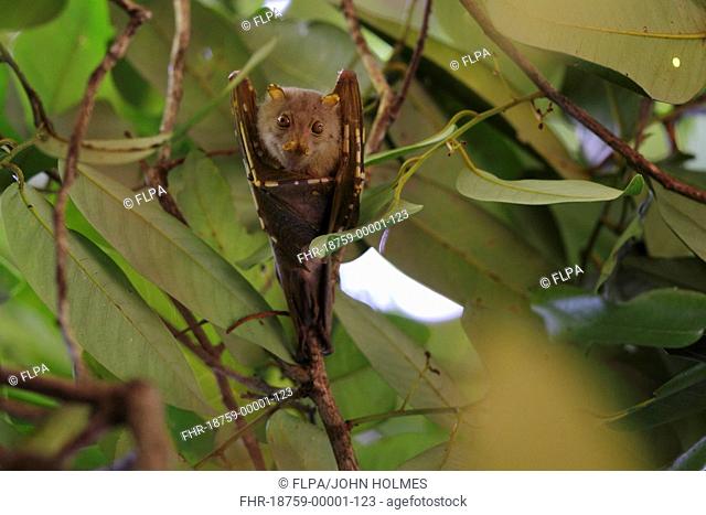 Umboi Tube-nosed Fruit Bat (Nyctimene vizcaccia) adult, hanging beneath canopy, Restorf Island, Kimbe Bay, West New Britain Province, New Britain