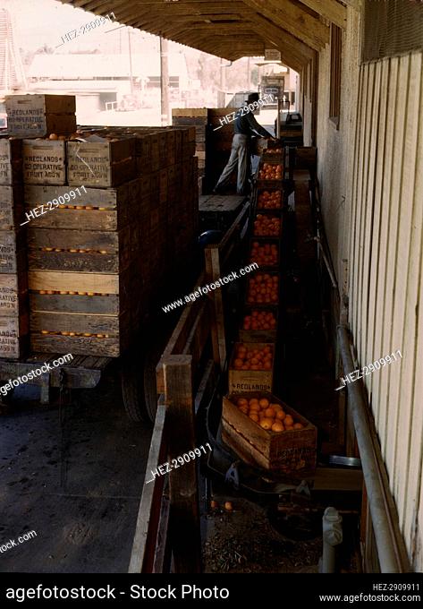 Growers bringing in their crop to a co-op orange packing plant, Redlands, Calif. , 1943. Creator: Jack Delano