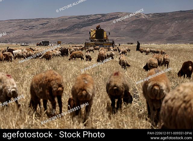 11 June 2022, Syria, Hama: Syrian men operate a combine harvester near a flock of sheep at a field during the wheat harvesting season in Hama Countryside