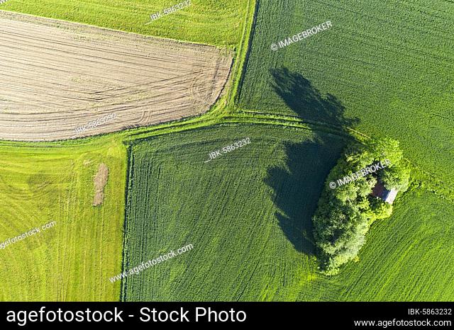 Group of trees in cultural landscape, near Huglfing, Pfaffenwinkel, drone photograph, Upper Bavaria, Bavaria, Germany, Europe