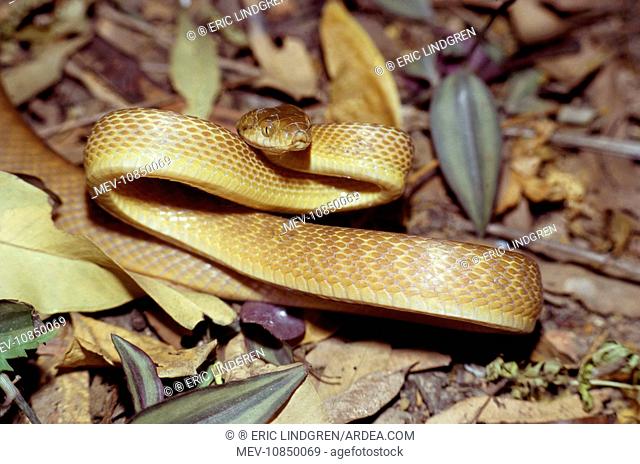 Brown Tree Snake - in threat posture (Colubridae: Boiga irregularis). Port Moresby, Papua