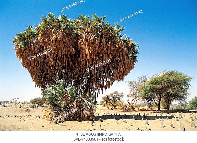 Doum Palm or Gingerbread Tree (Hyphaene thebaica), Arecaceae, Sudan