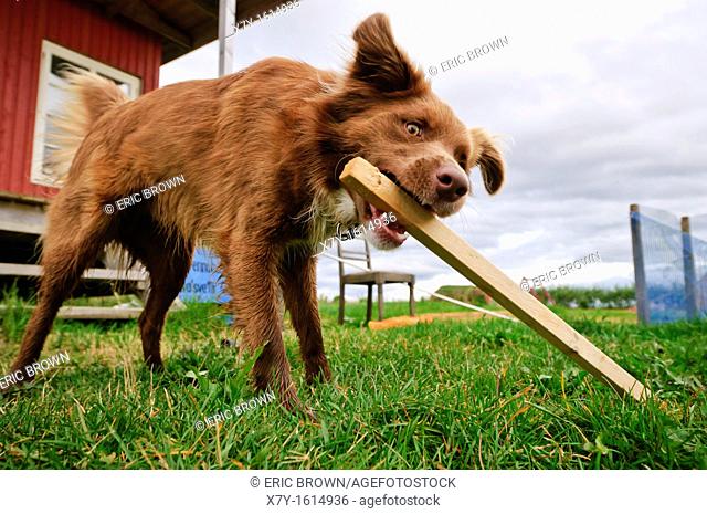 A dog playing with a piece of wood
