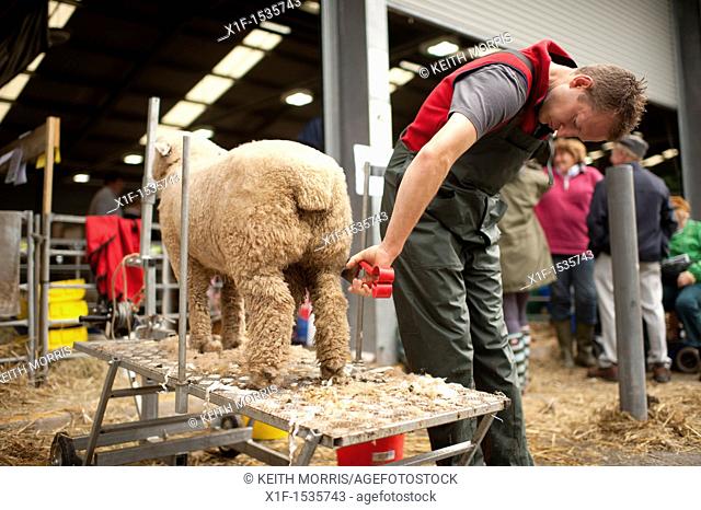 Preparing a sheep for competition at the Royal Welsh Agricultural Show, Builth Wells, Wales, 2011