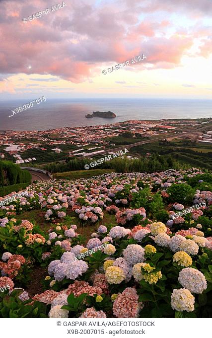 The town of Vila Franca do Campo at sunset, with hydrangeas on the foreground. Sao Miguel, Azores islands, Portugal