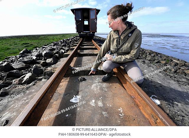05 June 2018, Germany, Oland : Biologist Maria Schiffler points out fox tracks on the Lorendamm between Dagebuell and the hallig of Oland
