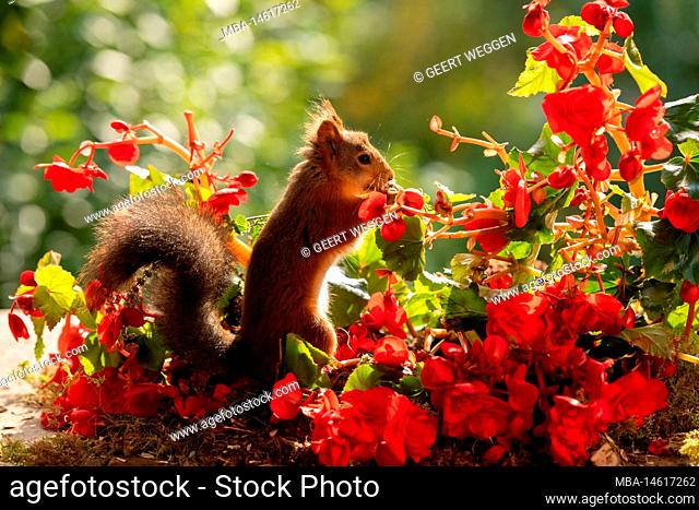 red squirrel with Begonia evansiana Andrews flowers