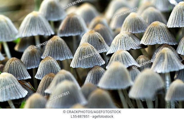 Mushrooms (Coprinellus disseminatus)