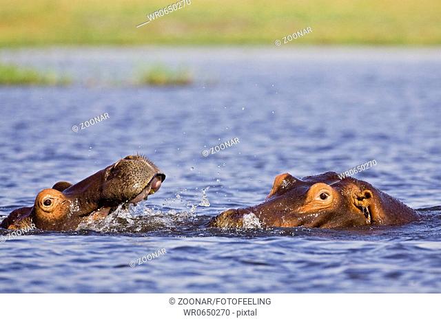 Flusspferde, Nilpferde oder Grossflusspferde, Chobe Fluss, Chobe National Park, Botswana, Afrika, Hippos in Chobe River, Africa