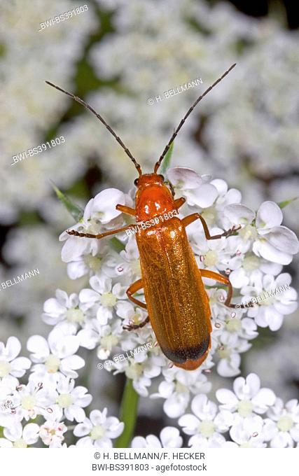 black-tipped soldier beetle (Rhagonycha fulva), sits on an inflorescence, Germany