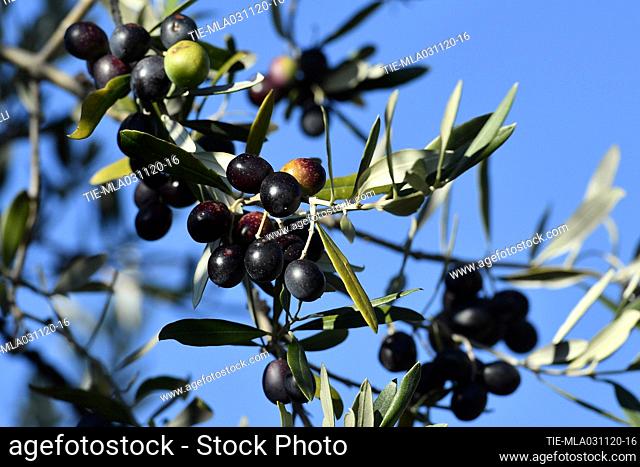 A view of olive trees. Olive harvest for the production of oil on the Martani mountains in Spoleto , ITALY-01-11-2020