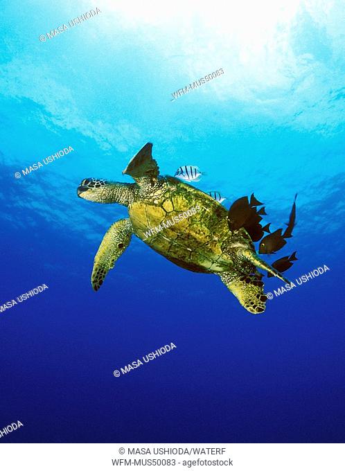 green sea turtle cleaned by convict tang, Chelonia Mydas, Kona, Big Island, Pacific Ocean, Hawaii, USA