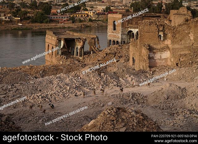 07 July 2022, Iraq, Mosul: A picture made available on 09 July 2022 shows a pack of dogs roaming past destroyed homes and buildings on the bank of the Tigris...