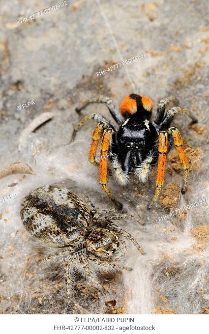 Jumping Spider Philaeus chrysops adult pair, male guarding female, female building nest for cocoon, Italy
