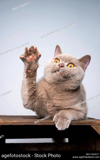 6 month old lilac british shorthair kitten playing raising paw with copy space