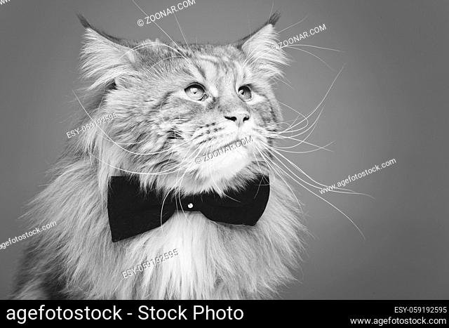beautiful big maine coon cat with black bow tie. Copy space. Studio shot on grey background. Monochrome