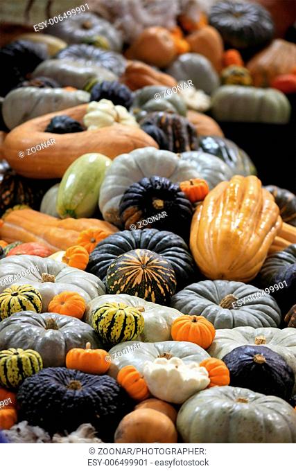 Crop of pumpkins, squash and gourd