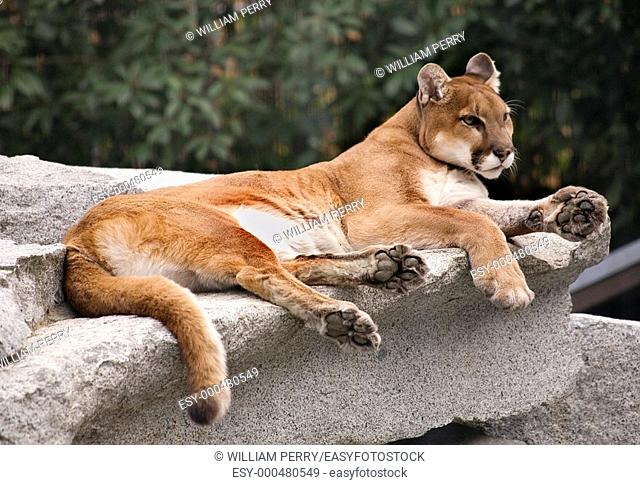 America Cougar Mountain Lion Resting on Rock