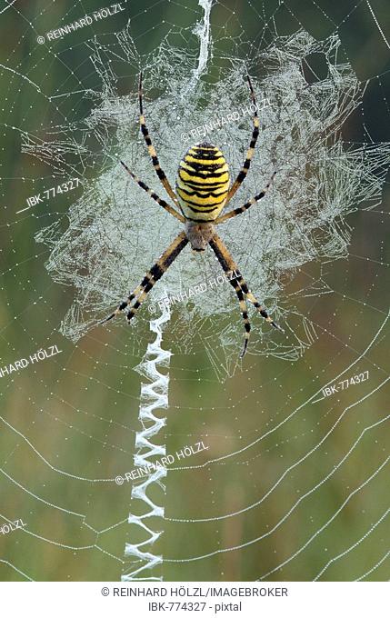 Wasp Spider (Argiope bruennichi) in its web, Filz, Woergl, Tyrol, Austria, Europe