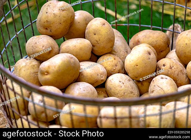 Marktstand mit ungeschälten Kartoffeln im Metallkorb