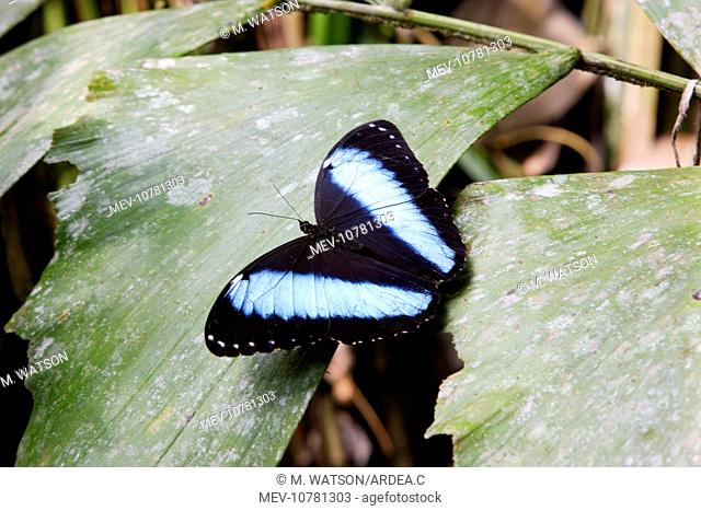 Blue Morpho Butterfly (Morpho sp)