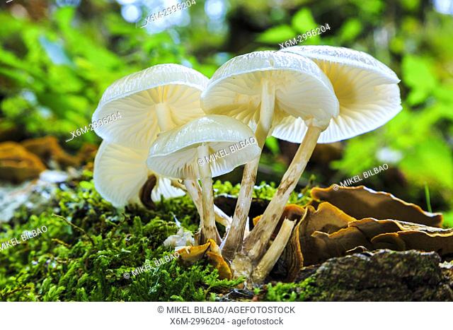 Porcelain fungus (Oudemansiella mucida). Otsaportillo route. Urbasa-Andia Natural Park. Navarre, Spain, Europe