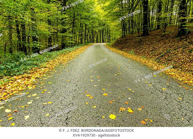 Road of Sorogain forest in Erro Valley, Navarre, Spain
