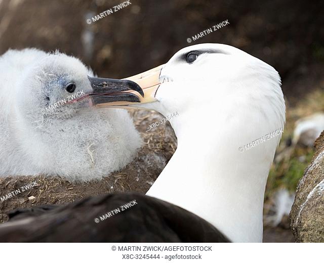 Adult and chick on tower shaped nest. Black-browed albatross or black-browed mollymawk (Thalassarche melanophris). South America, Falkland Islands, January
