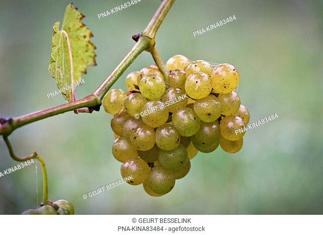 Grape-vine, white grape Vitis vinifera - Ludique Vineyard, Wenum Wiesel, Veluwe, Guelders, The Netherlands, Holland, Europe