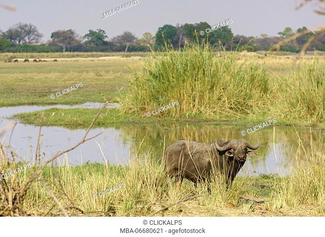African buffalo on the shore of Okavango River. Mahango Game Reserve, Kavango, Namibia